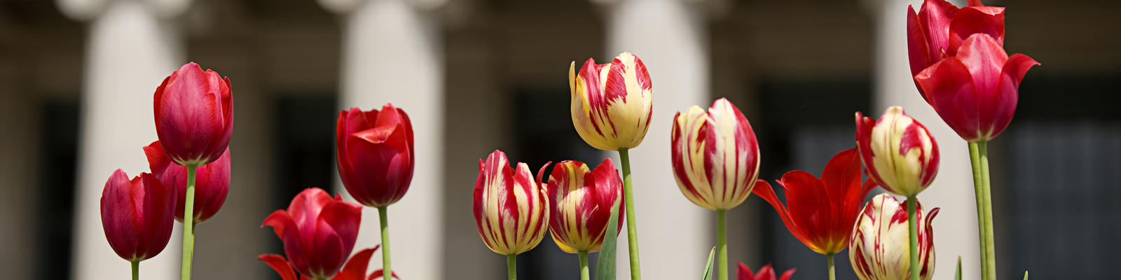 Several tulips are in full bloom in front of a traditional, Roman-style building with pillars.