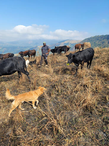 Nyachega standing among cows, with a dog in the foreground